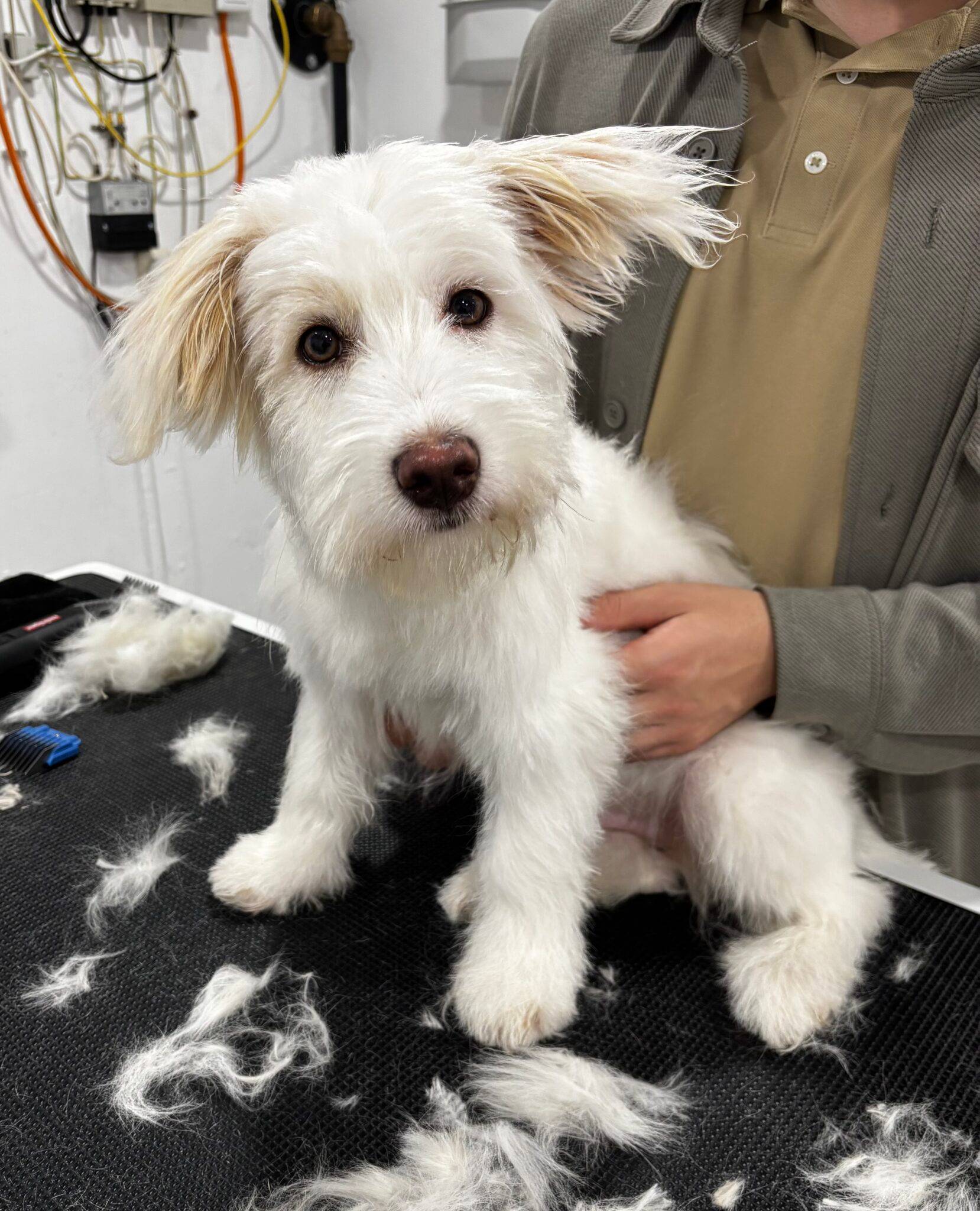 Hund nach der Pflege im Salon