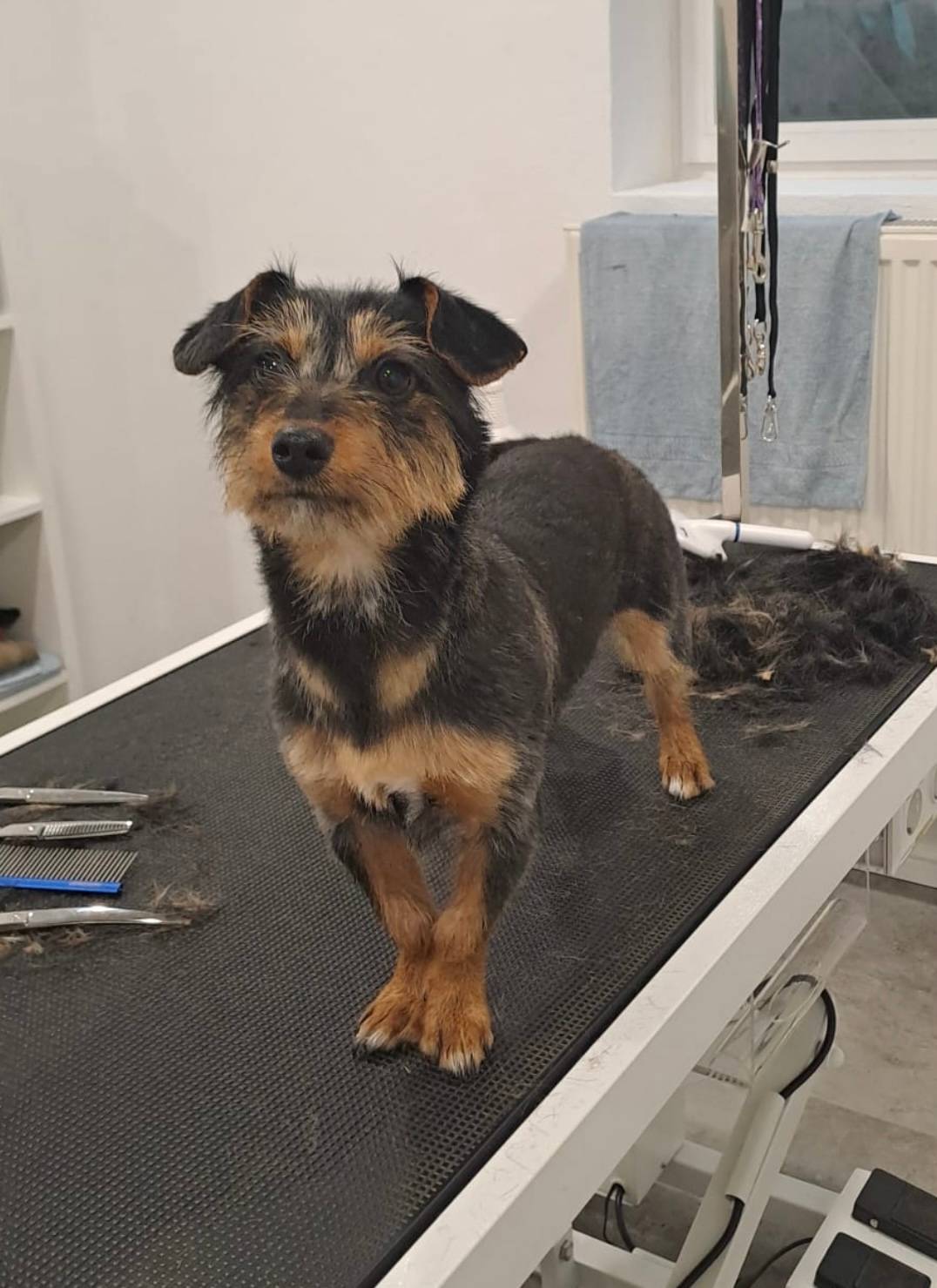 Hund nach der Pflege im Salon