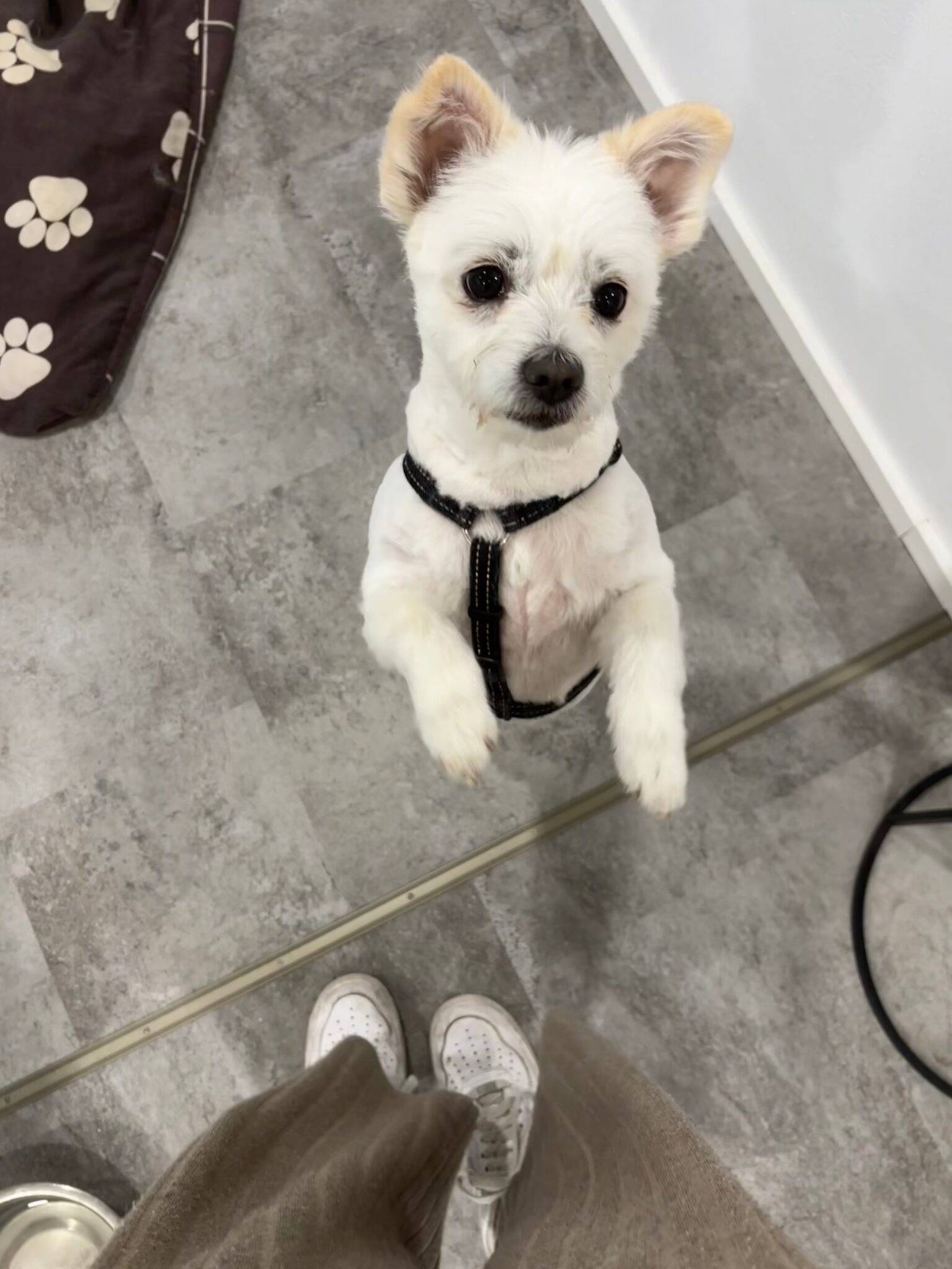 Hund nach der Pflege im Salon
