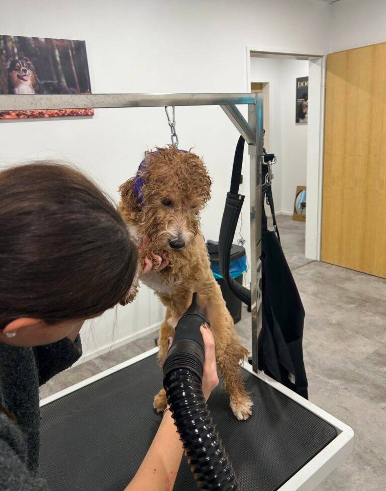 Hund nach der Pflege im Salon