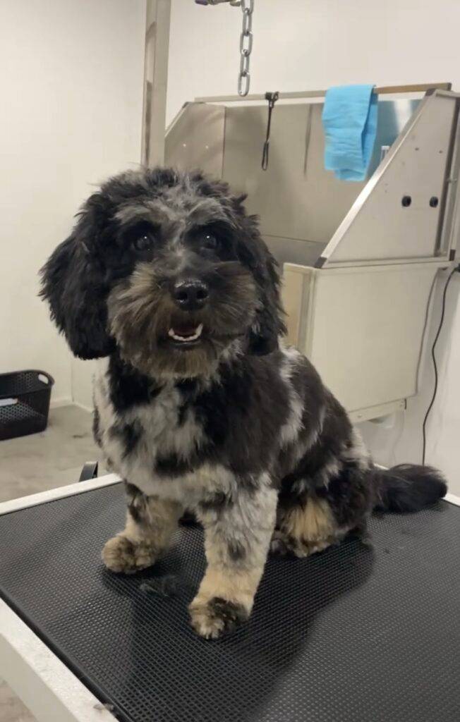 Hund nach der Pflege im Salon