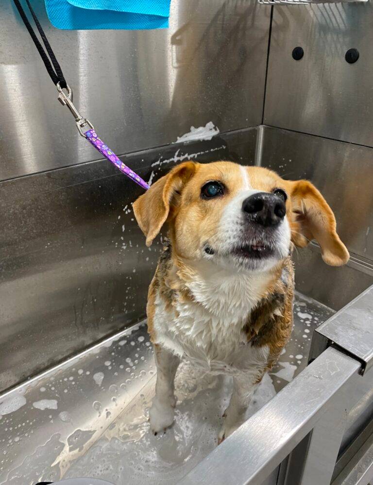 Hund nach der Pflege im Salon